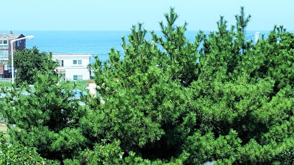 Cardinal House Villa Jeju Exterior photo